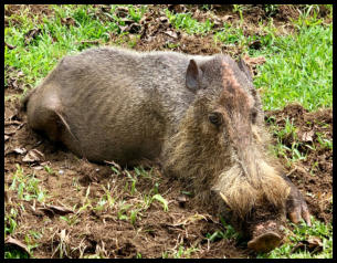 Ein Wildschwein der besonderen Art im Regenwald von Borneo