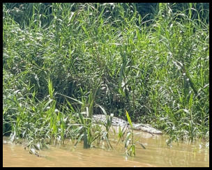 Das Krokodil - zum Teil riesige Exemplare in den Flüssen Borneos