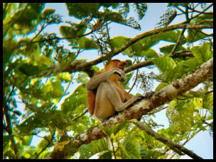 Der Nasenaffe - nur in Borneo zu finden