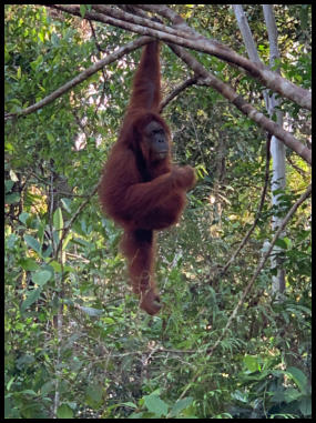 Der Orang Utan - nur auf Borneo und Sumatra