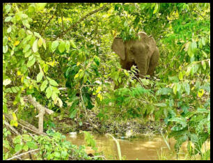 Der asiatische Elephant - inzwischen eine seltene Art
