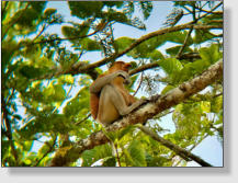 Der Nasenaffe - nur in Borneo zu finden