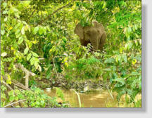 Der asiatische Elephant - inzwischen eine seltene Art