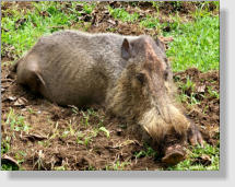 Ein Wildschwein der besonderen Art im Regenwald von Borneo