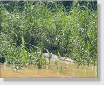 Das Krokodil - zum Teil riesige Exemplare in den Flüssen Borneos