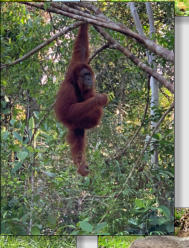 Der Orang Utan - nur auf Borneo und Sumatra