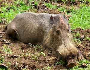Ein Wildschwein der besonderen Art im Regenwald von Borneo