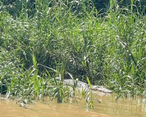 Das Krokodil - zum Teil riesige Exemplare in den Flüssen Borneos