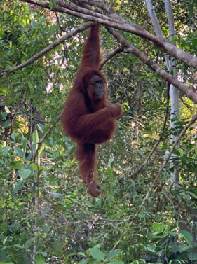 Der Orang Utan - nur auf Borneo und Sumatra