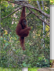 Der Orang Utan - nur auf Borneo und Sumatra
